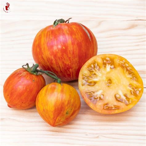 Bio Saatgut Tomate Copia Tomatenzauber De Onlineshop