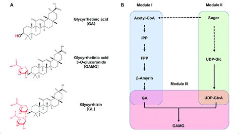 The Biosynthetic Pathway Of Gamg A Chemical Structure Of Ga Gamg