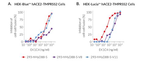 CoV 2 Pseudoparticle Infection Cell Fusion Assays InvivoGen