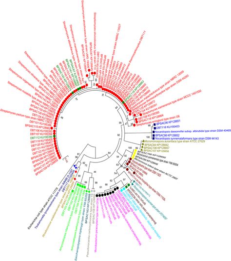 Maximum Likelihood Phylogenetic Tree Using Kimura 2 Parameter Model