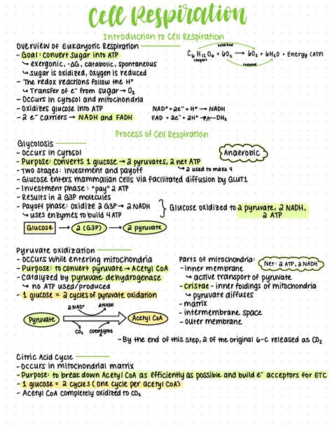 Cell Respiration Notes Cele Respiration Introduction To Cell