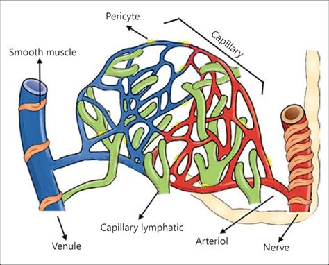 Microcirculation Physiology Pathophysiology And Clinical Application