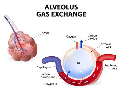 "Gas Exchange" Images – Browse 729 Stock Photos, Vectors, and Video ...