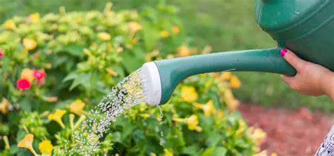 Signs Of Overwatering Or Underwatering Plants The Gardener