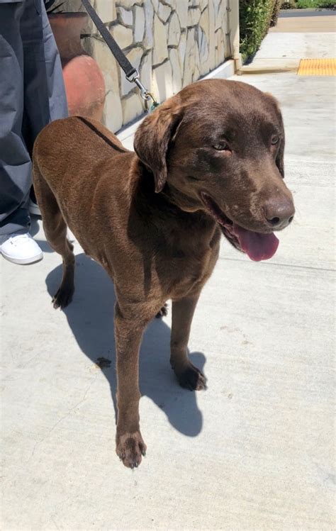 2019 Molly Profile Monterey Bay Lab Rescue