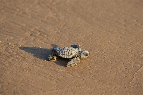 Most Endangered Sea Turtle - American Oceans