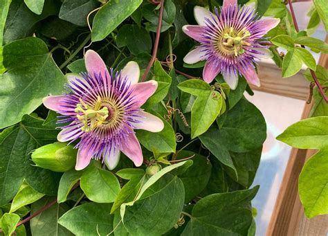 Passion Flower Vines In Bend At Tumalo Garden Market