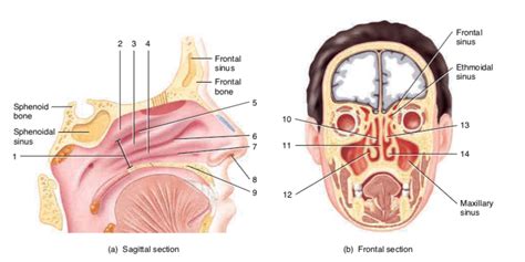 nasal structures Diagram | Quizlet