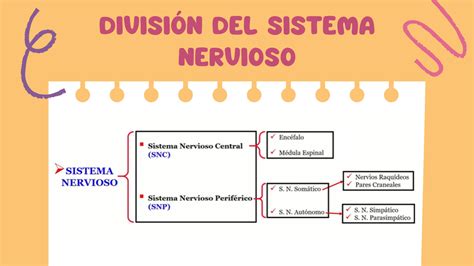 SOLUTION Sistema Nervioso Simp Tico Fisiolog A Studypool