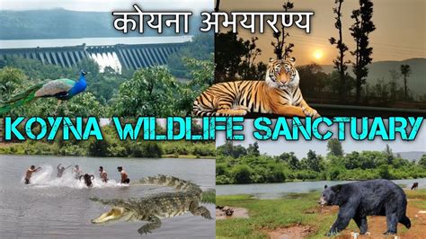 Koyna Wildlife Sanctuary कयन अभयरणय koyna dam कयन धरण Rasati