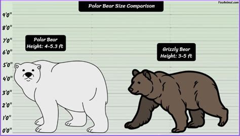 Polar Bear Size How Big Are They Compared With Others