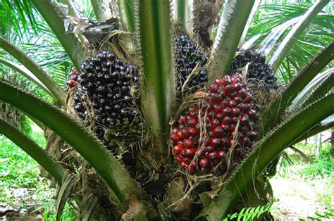 Plantations International Palm Oil