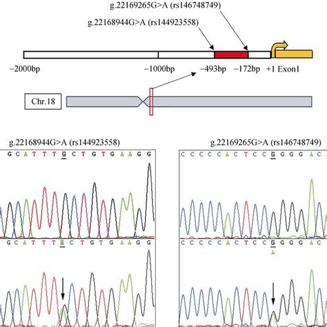 Gene Locus And Dna Sequencing Chromatograms Of Two Snps A The Two