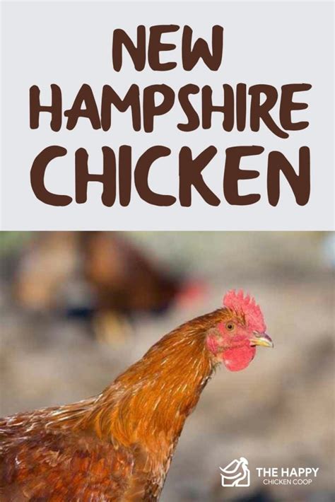 New Hampshire Chicken All You Need To Know: Color Varieties and Temperament