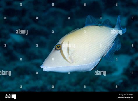 Scythe Triggerfish Boomerang Triggerfish Sufflamen Bursa North