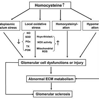 Summarized Mechanisms Of Homocysteine Induced Toxicity In The Kidney