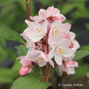 Deutzie Deutzia Purpurascens Kalmiiflora Pflanzendirekt Ch