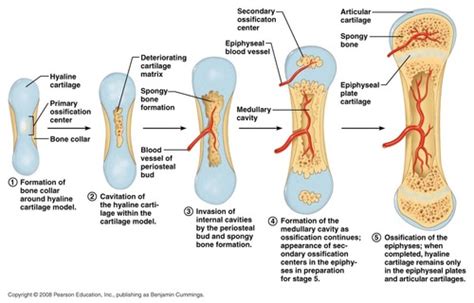 bone growth  adaptation flashcards quizlet