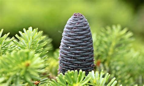 Interesting Facts About Pine Tree That You Should Know