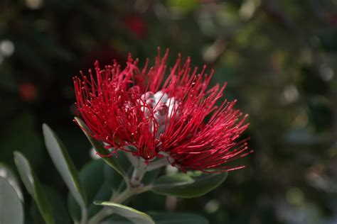 Fotos Gratis Naturaleza Hoja P Talo Florecer Rojo Nica