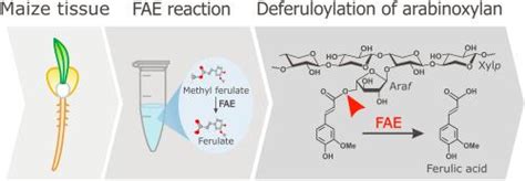 阿魏酸酯酶活性及其在调节玉米细胞壁阿魏酰化中的作用 Plant Physiology and Biochemistry X MOL