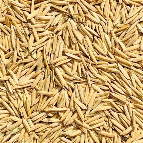 Hybrid Basmati Paddy Seeds For Agriculture Packaging Type Loose At