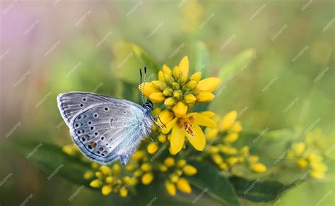 Premium Photo | Butterfly wallpaper 4k flower image