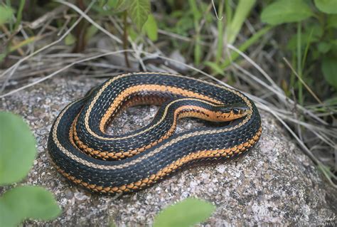 18 Types of Snakes in Michigan (With Pictures) - Reptile Jam