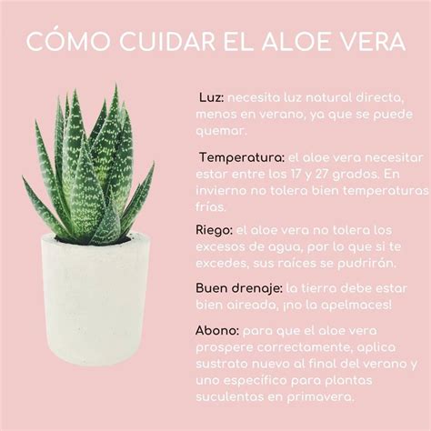 Planta Aloe Vera Hot Sex Picture