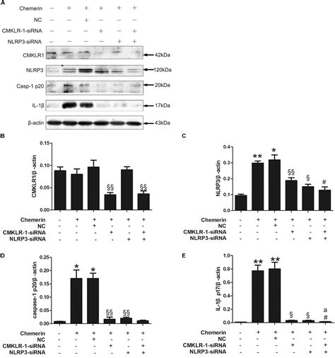 Frontiers Chemerin CMKLR1 Axis Promotes Inflammation And Pyroptosis