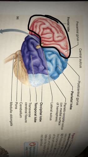 Central Nervous System Flashcards Quizlet