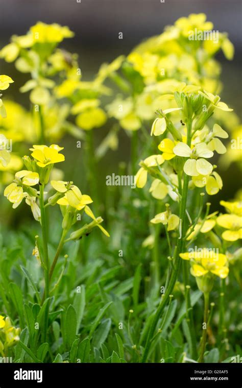 Wallflower Erysimum Golden Jubilee Hi Res Stock Photography And Images