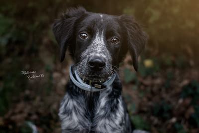 Les 25 meilleurs photographes animalier à Coutras