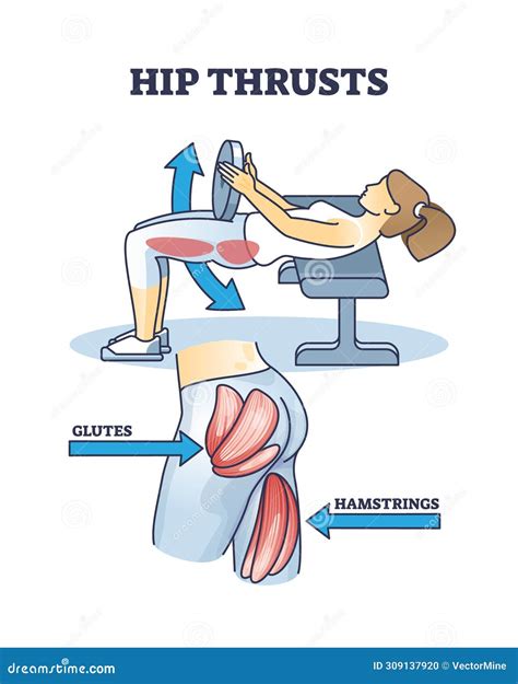 Hip Thrusts Workout For Glutes And Hamstrings Muscle Strength Outline ...