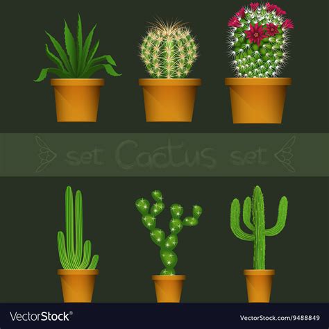 Different cactus types in flower pot realistic Vector Image