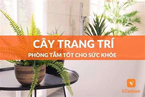 Các Loại Cây Trang Trí Phòng Tắm Và Những Lưu Ý – bTaskee