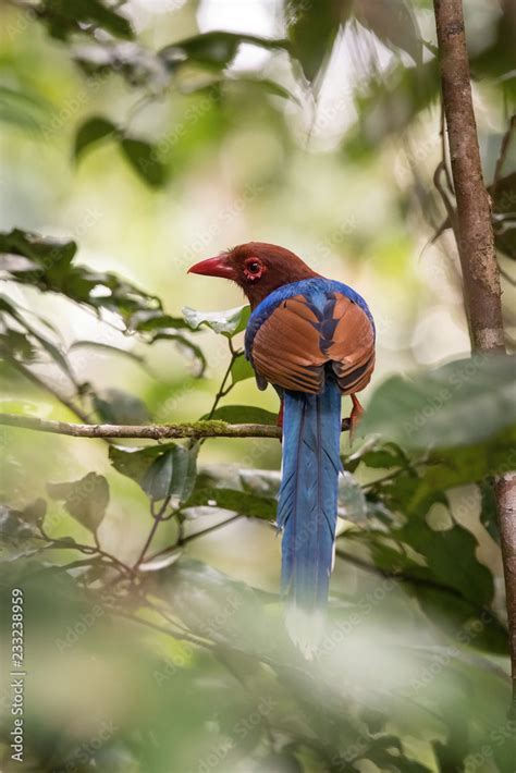 The Sri Lanka Blue Magpie Or Ceylon Magpie Urocissa Ornata Is Sitting