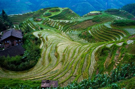 Os belos terraços de arroz de Longsheng na China MDig