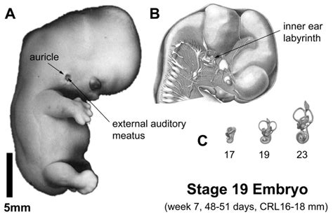 hearing  ear development embryology