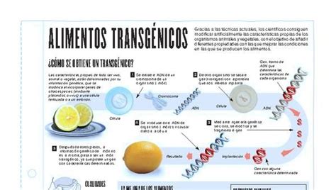 Infografía Alimentos Transgénicos Maps Texts Fact And Opinion Genetically Modified Food