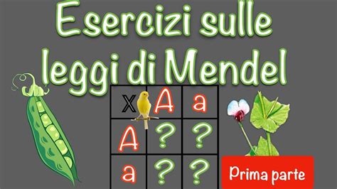 Esercizi Di Genetica Leggi Di Mendel E Quadrato Di Punnett 1 YouTube