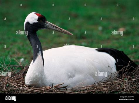 Japanese Red Crowned Crane Grus Japonensis On The Nest Stock Photo