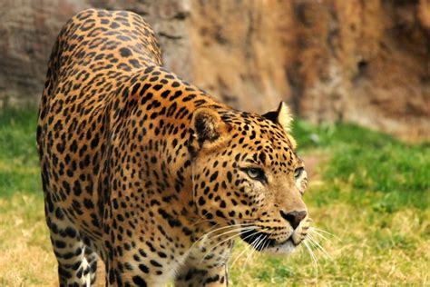 Léopard Dafrique Caractère Alimentation Et Habitat