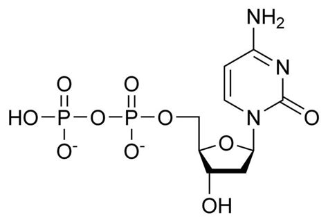 Deoxycytidine diphosphate - Alchetron, the free social encyclopedia