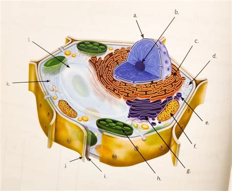 Module Apologia Cell Structure And Function Part Diagram Quizlet