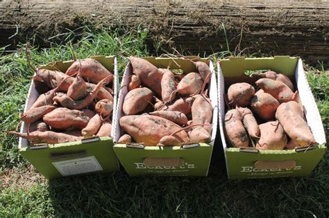 Starting Your Own Sweet Potato Slips Sweet Potato Slips Sweet Potato Potatoes