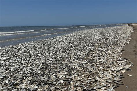 Foto Viral Foto Ribuan Ikan Mati Di Sepanjang Pantai Apa Penyebabnya