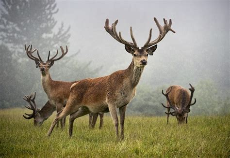 Red Deer Stags At The Scottish Deer Centre In Fife Scotland Jim