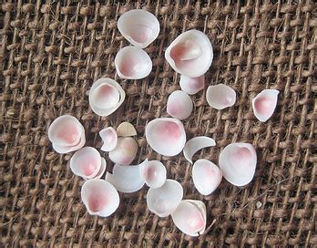 Pussy Willow Crafts Mice Nature Crafty