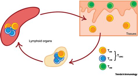 Tissue Resident Memory T Cells In Cancer Immunosurveillance Trends In